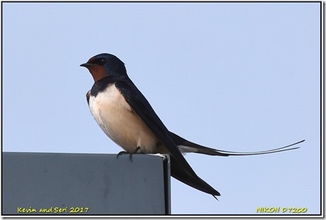 Bempton Cliffs - April