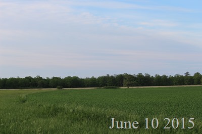 June 10 Field