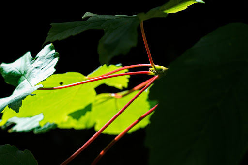 Acer pseudoplatanus