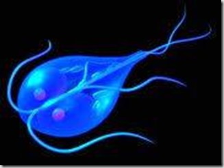 giardia