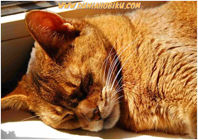 warna bulu kucing abyssinian