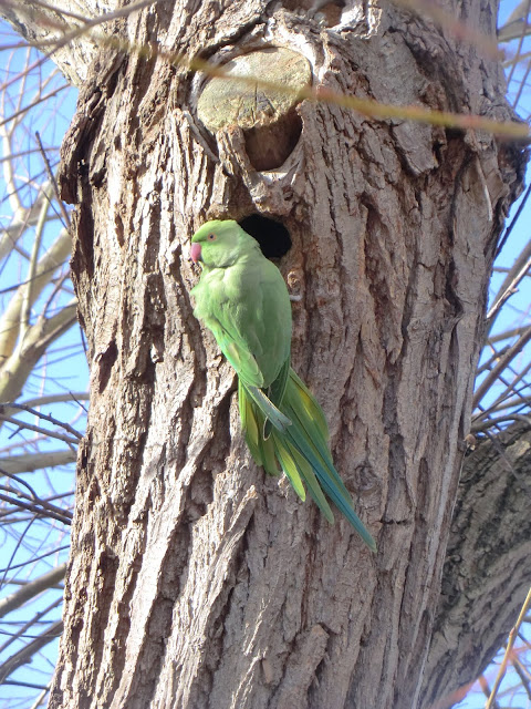 CIMG2677 A rose-ringed parakeet outside its nest