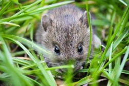 8 Cara Membasmi Hama Tikus di Sawah Paling Ampuh