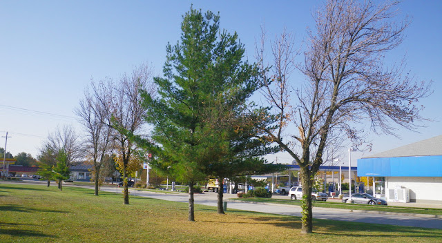 Row of damaged trees