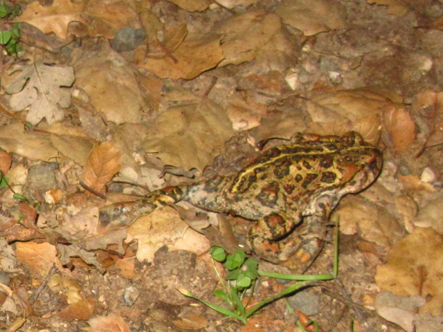 California Toad crawling through the leaves