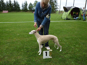 ronja Klubová výstava Whippet klubu Jekovice - 26.9.2015.jpg