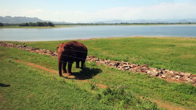 First Elephant