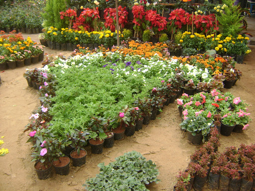 Ramya Nursery Garden, NH 45A, SVS Avenue, Villupuram, Tamil Nadu 605602, India, Plant_Nursery, state TN