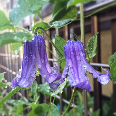 冷涼な庭づくりと植栽