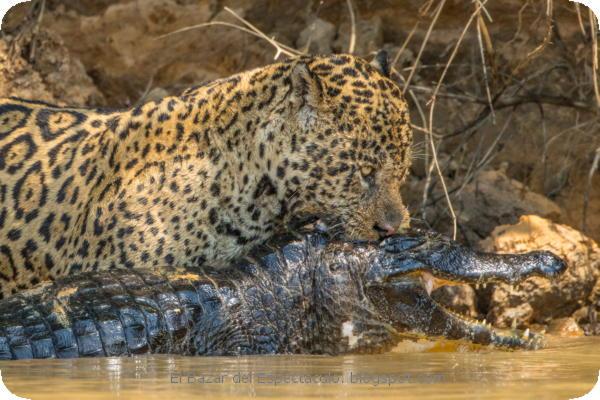 Semana de Grandes Felinos - Jaguares vs Cocodrilos en Nat Geo Wild (4).jpeg