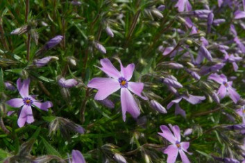 Floks szydlasty Phlox subulata