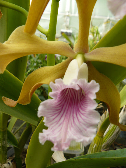 Cattleya (Laelia) grandis P1050683