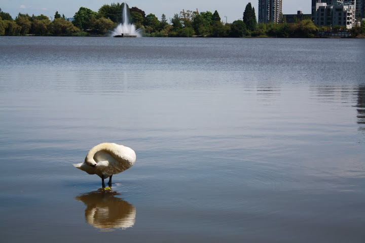 Lost Lagoon in Stanley Park, Canada