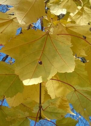 norway maple