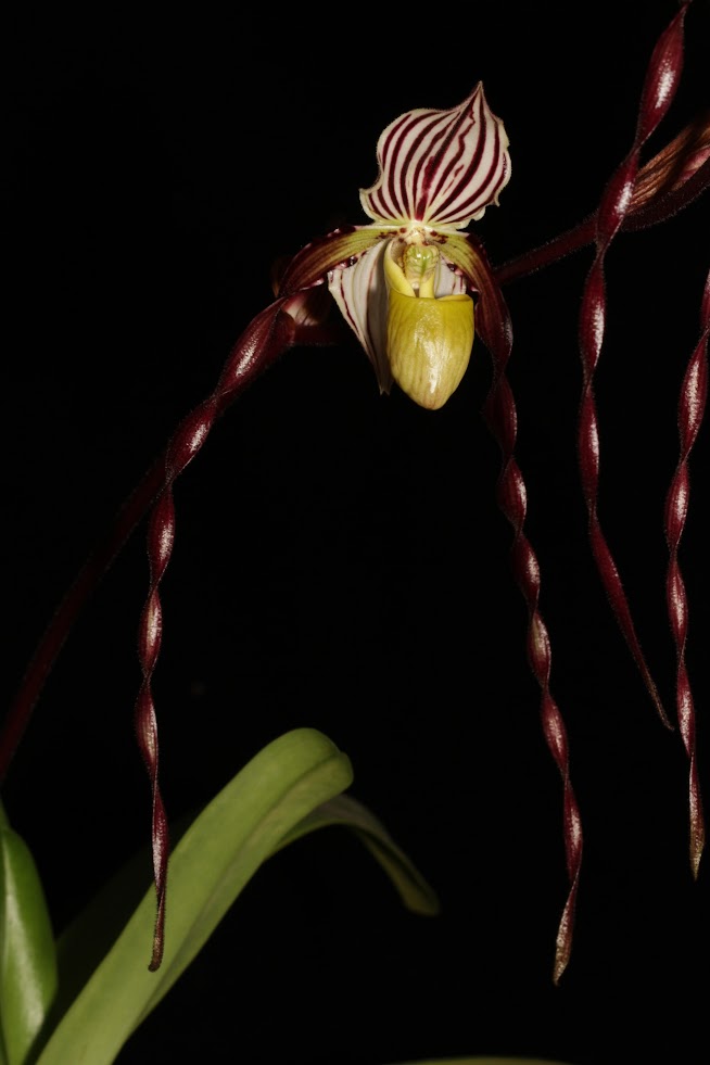 Paphiopedilum philippinense IMG_6408