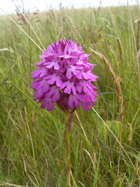 DSCF1280 Pyramidal Orchid, South Downs