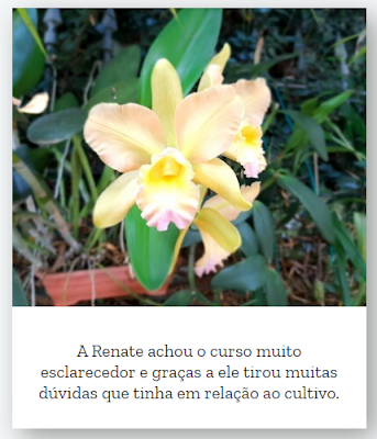 orquídeas, como cuidar de orquídeas, orquídeas vanda, negocio próprio, renda extra, trabalhar em casa, dinheiro extra, liberdade financeira, curso de orquídeas, orquidários