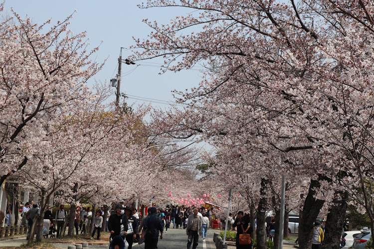 スカイラインのスカイライン・夜桜・夜桜コラボ・桜と愛車に関するカスタム事例の投稿画像3枚目