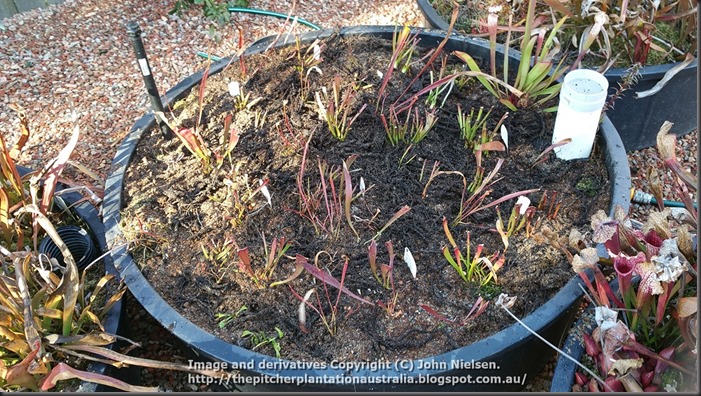 loads of binata cuttings