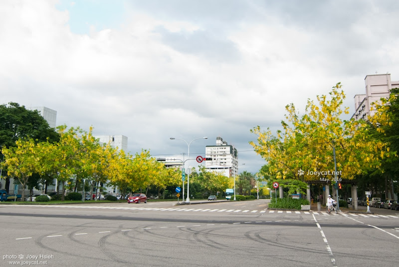 黃金雨 阿勃勒 興大路 中興大學