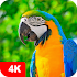 Parrot Wallpapers 4K 5.0.52