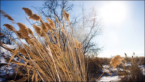 2015-09-15 utah-lake-phragmites