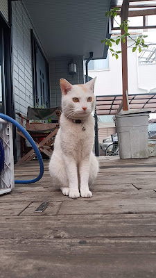 茶白猫のび太クン