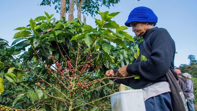 Visitas Sorpresa cambian la vida a productores Café La Tambora. Ya lo exportan a España y Alemania. Aspiran llevarlo a China y Japón  