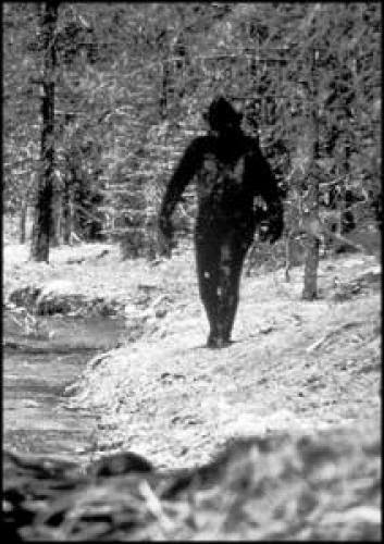 A Close Encounter With Bigfoot Highway 180 Arizona