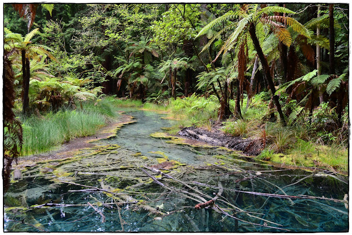 Te Ika ā Maui (Nueva Zelanda isla Norte) - Blogs de Nueva Zelanda - Rotorua y alrededores (8)