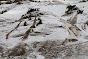 Avalanche Aravis, secteur Col des Aravis - Photo 3 - © Duclos Alain