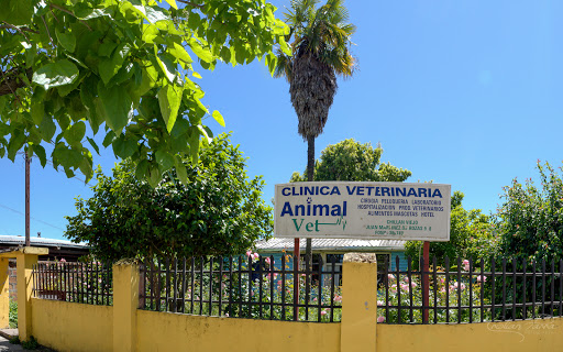 Animal Vet, Juan Martínez de Rosas 988, Chillan, Chillán Viejo, Región del Bío Bío, Chile, Cuidado veterinario | Bíobío