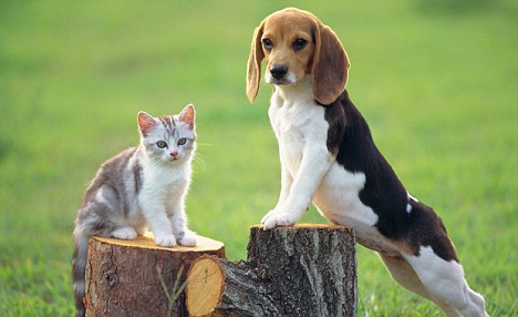 dog-training photo:local dog training classes 