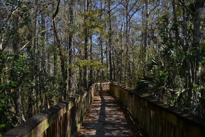 Заповедник Биг-Сайпресс, Флорида (Big Cypress National Preserve, FL)