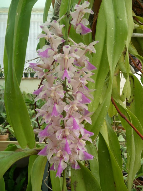 Aerides falcata P1160074