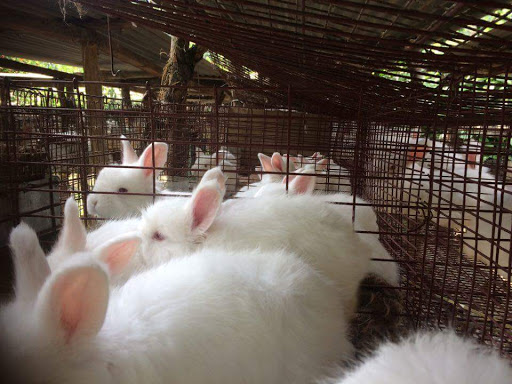 Sumana Angora Rabbit Farm, Village Nangabagh, NH21, Bandrol, Himachal Pradesh 175128, India, Farm, state HP