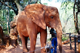 elephant sanctuary