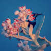 Sunbird