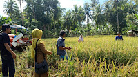 Selagi Layar Terkembang Pantang Surut Petani Selayar Melakukan Panen Padi Ditengah Wabah Virus Corona