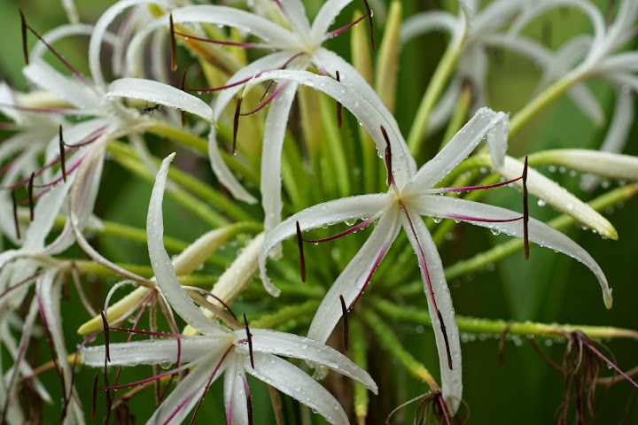 Шри-Ланка: на машине 1 100 км,  фото без комментариев, март-апрель 2013г.