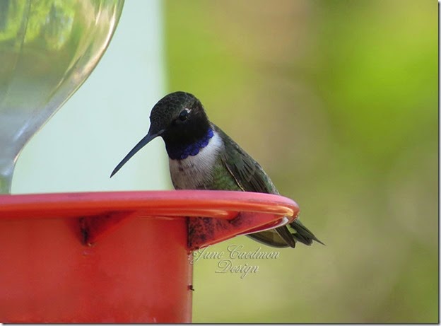 Black_Chinned_Hummingbird3