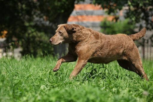 dog-training photo:training a dog 