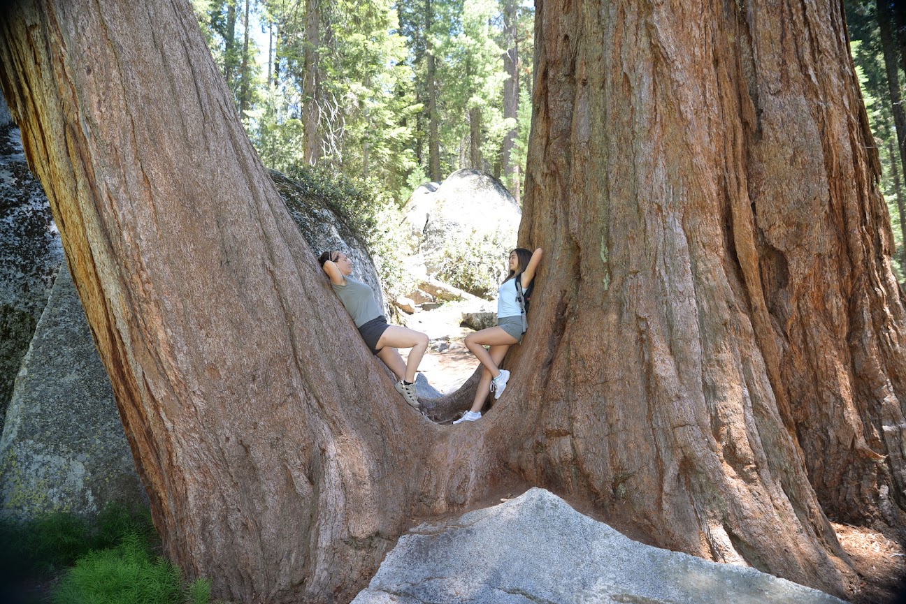 Entre árboles Gigantes (y Algún Oso) - Combinado USA - NY+ Costa Oeste (2014) (8)