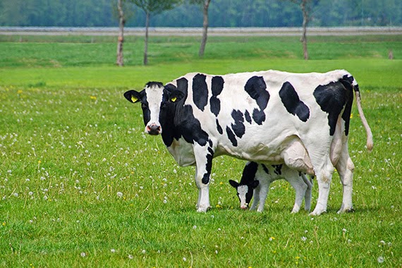 Más de un millón de euros en ayudas para la agricultura y la ganadería