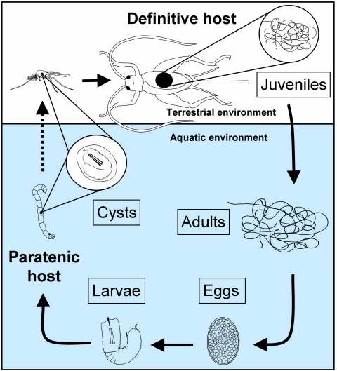 파일:external/www.nematomorpha.net/GordiidLifeCycle.jpg