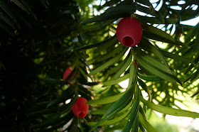 If, Taxus baccata, famille: Taxacées, attention, fortement toxique, sauf l'arille rouge vif qui entoure la graine n'est pas toxique. taxus baccata.JPG