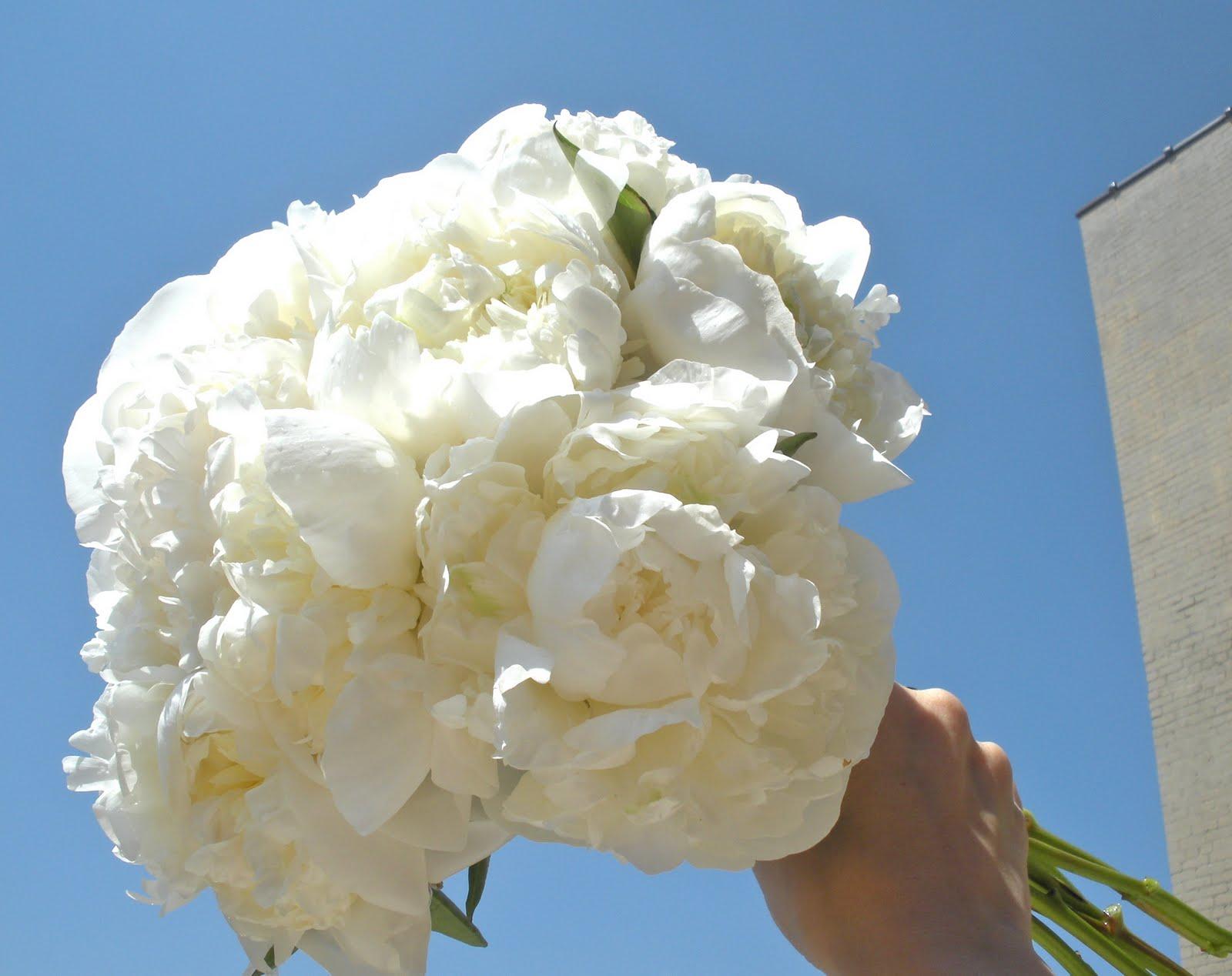 White. Peonies.  swoon 