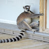 Ring Tailed Lemur