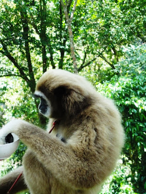 Майский Тай (Бангкок-Самуи-Тао)