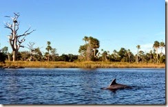 Dolphin where the River meets the Gulf